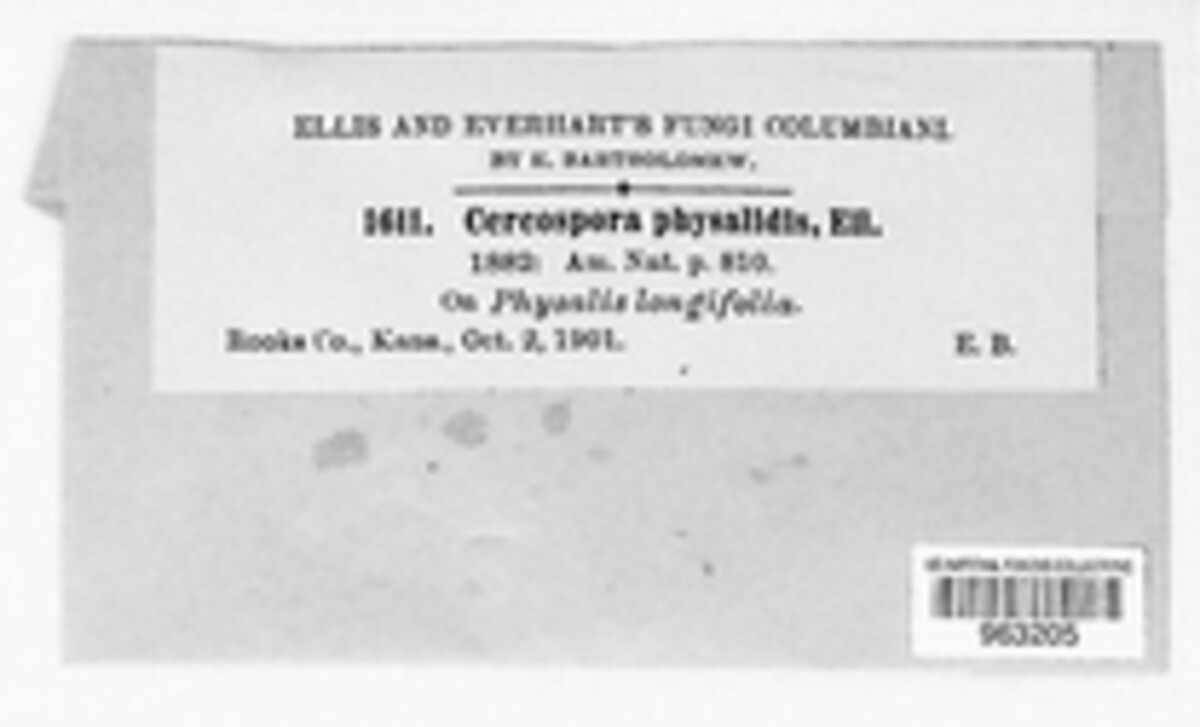 Cercospora physalidis image